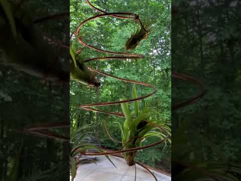 copper and air plants Copper Air Plant Display – HJTWoods
