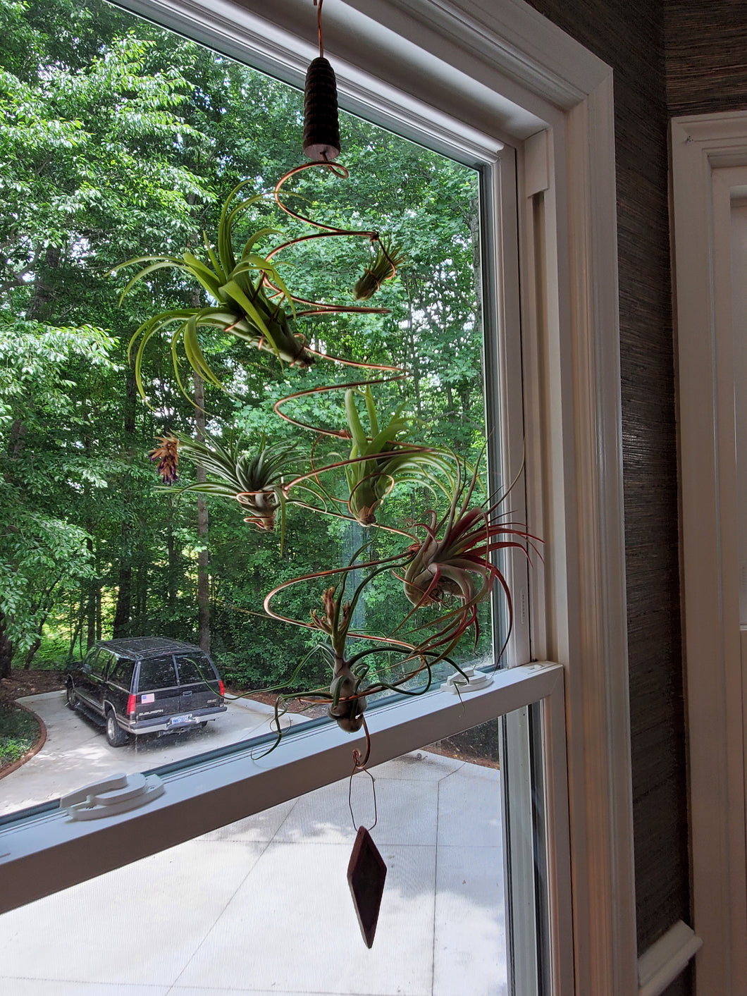 air plant copper Copper Air Plant Display – HJTWoods